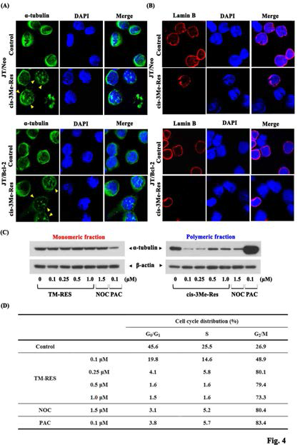 TM-RES-induced alterations in the organization of microtubules (α-tubulin) (A) and the nuclear envelope (Lamin B) (B) in JT/Neo and JT/Bcl-2 cells, and TM-RES -induced changes in the ratio of intracellular monomeric to polymeric tubulin (C), and cell cycle distribution (D) in JT/Bcl-2 cells