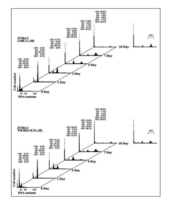 Time kinetics of polyploid formation and apoptosis in JT/BCL-2 cells overexpressing BCL-2