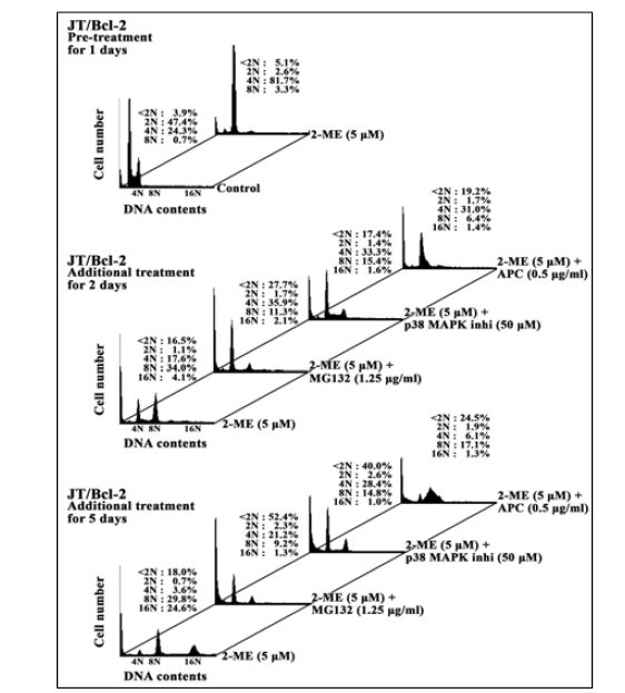 Enhancement of apoptosis in JT/BCL-2 cells being treated with 2-ME via concomitant treatment with polyploidization inhibitors (MG-132, p38 MAPK inhibitor, or APC)