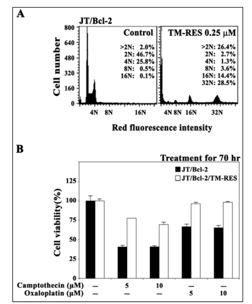 Cell cycle distribution of exponetially growing JT/BCL-2 cells and pollyploids (A) and their sensitivities to DNA-damaging agents (camptothecin or oxaliplatin) (B)