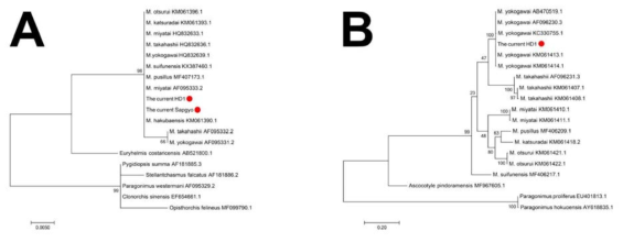 M. yokogawai 계통분석 결과. (A) 28S rDNA, (B) COI. 금번 실험에 사용된 샘플은 붉은 원으로 표시하였다