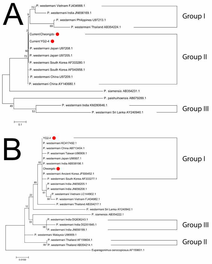 P. westermani 계통분석 결과. (A) COI, (B) ITS2. 금번 실험에 사용된 샘플은 붉은 원으로 표시하였다