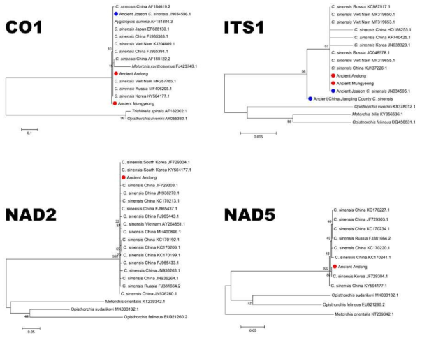 C. sinensis 계통분석 결과. 금번 실험에 사용된 샘플은 붉은 원으로, 기존에 GenBank에 보고된 고기생충 DNA는 푸른 원으로 표시하였다