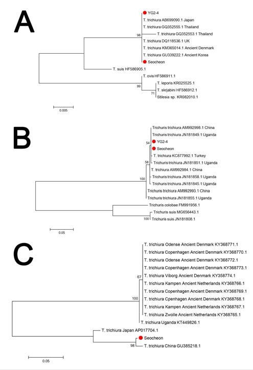 T. trichiura 계통분석 결과. (A) SSU rRNA, (B) ITS2, (C) ATP8. 금번 실험에 사용된 샘플은 붉은 원으로 표시하였다