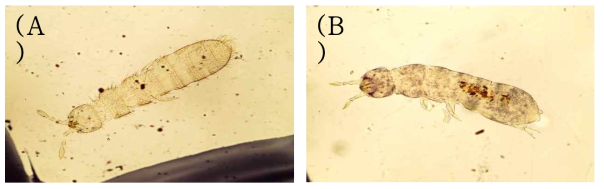 Folsomia quadrioculata (A) and F. octoculata (B)