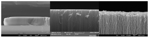 최적의 공정 조건 하에서 자란 CNT의 SEM 사진