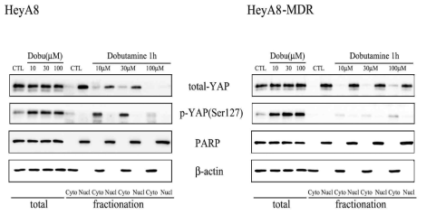 Total and phosphorylated YAP staining after cellular fractionation