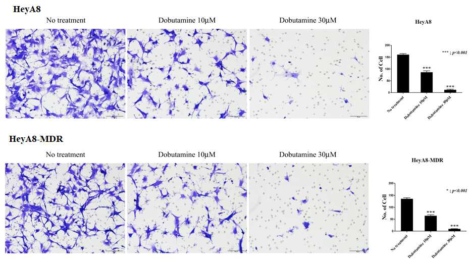 Invasion assay of HeyA8 and HeyA8-MDR after dobutamine treatment