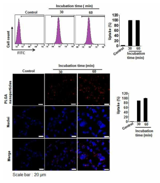 Intracellular delivery efficiency of PLGA-NPs in HeyA8 tumor cells