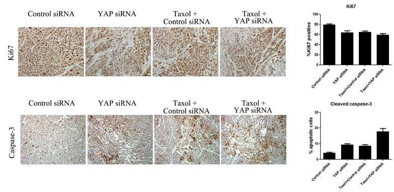 Immunohistochemistry analyses for markers of cell proliferation (Ki67)and apoptosis (caspase-3) were performed on tumor tissues following YAP siRNA/NPs treatment and combination of chemotherapy