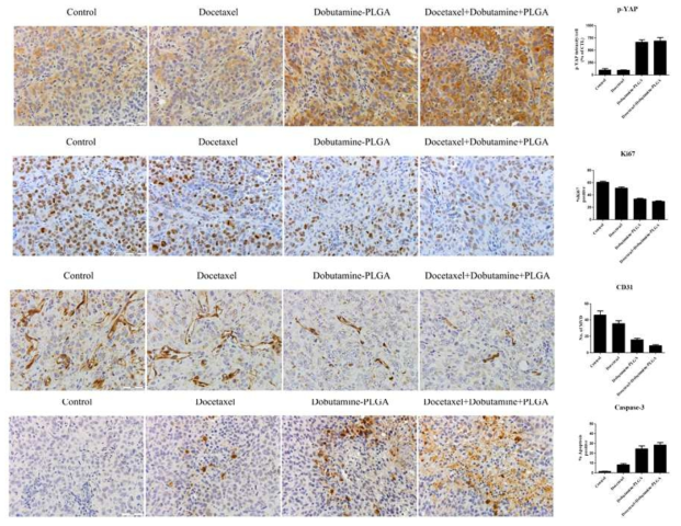 HeyA8-MDR 세포주의 mouse model에서 면역조직화학염색을 통한 dobutamine-PLGA 나노입자의 치료효과 확인