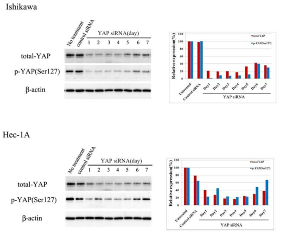 YAP expression followed by YAP siRNA transfection in endometrial cell line