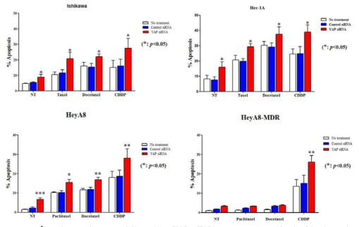 Apoptosis assay followed by YAP siRNA treatment combined with chemotherapy