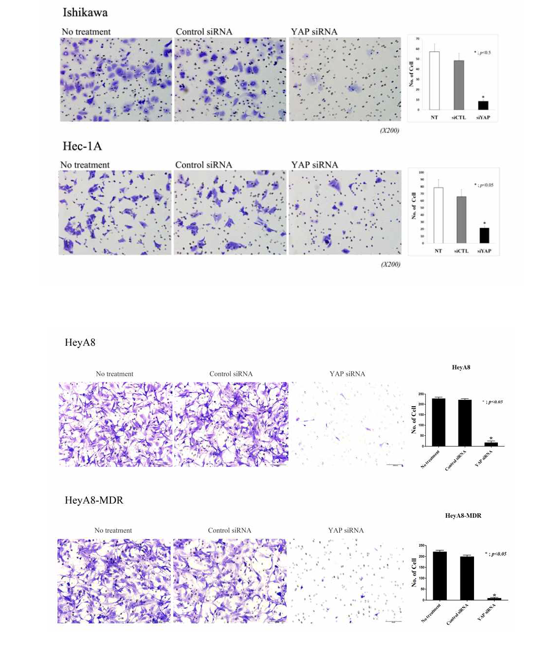 Invasion assay followed by YAP silencing in endometrial cell line