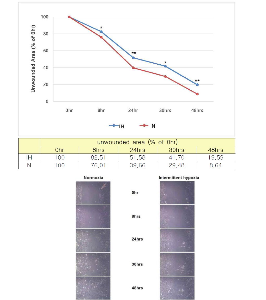 Intermittent hypoxia의 BEAS-2B cell에 대한 상처치유 지연효과 (*A significant difference for comparison between IH and N groups,**p<0.005, *p<0.05, unpaired t-test)