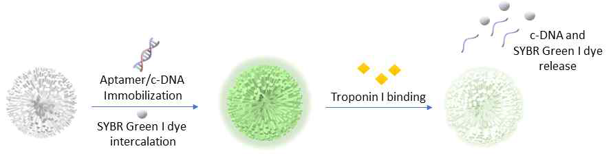 ZnO 나노기둥이 부착된 마이크로비드의 타겟물질(Troponin 1) 결합 및 형광물질 방출