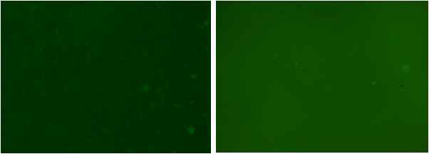 압타머 프로브 분자 고정 프로토콜 최적화 전(좌)과 후(우)의 형광 이미지