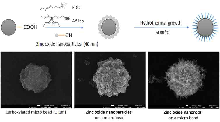 자기마이크로비드 표면 개질을 통한 ZnO 나노기둥 성장 프로세스 개념도(위) 및 각 단계에서의 SEM 이미지(아래)
