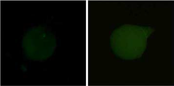 압타머 프로브 분자 고정 프로토콜 최적화 전(좌)과 후(우)의 ZnO 나노기둥 어레이 형광 이미지