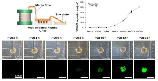 Microfluidic chip 구조 및 3D MCTs 에 재조합 암용해 VSV 바이러스의 감염 결과