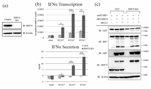 HSP70 knock out에 의한 인터페론 분비의 변화