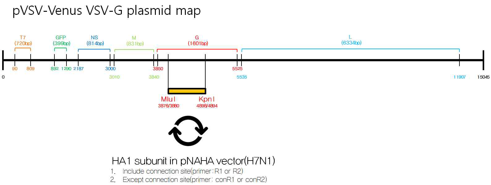 VSV 유전자의 G protein을 HA protein으로 치환하는 restriction map의 설계