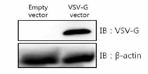 Vesicular stomatitis virus G protein 유전자확보를 western blot으로 확인