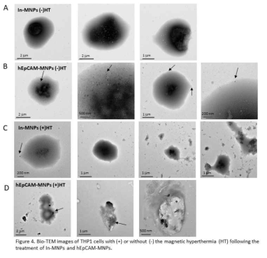 EpCAM-MNP와 THP1 세포의 특이적 결합 (Bio-TEM)