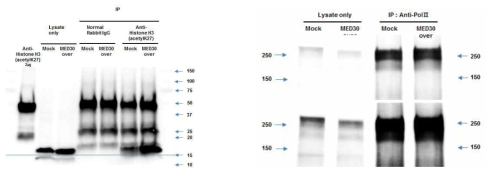 optimization of DNA for chromatin immunoprecipitation