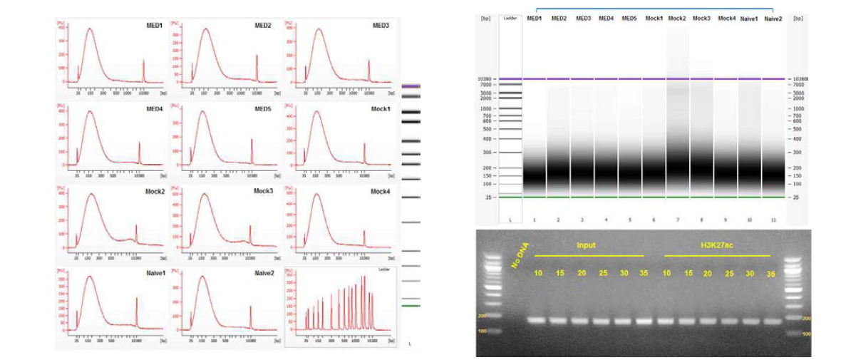 optimization for chromatin immunoprecipitation