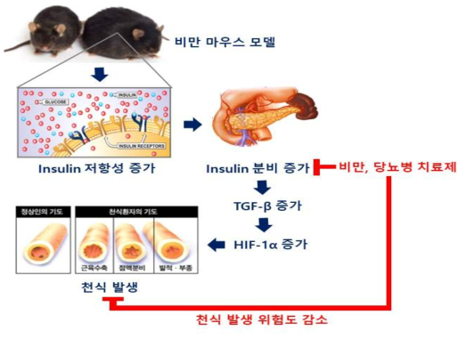 본 연구로 미루어본 비만 천식 기전