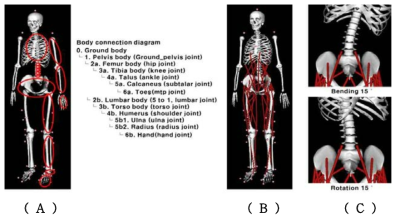 전체모델 연결 구성도 (A), 근육을 추가한 동작 분석 모델 (B), 허리 굽힘과 회전에 따른 요추의 변환 모습 (C)