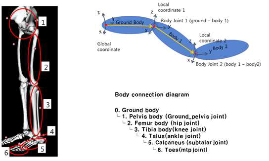동작분석 모델의 하체모델 및 모델의 연결 구성도