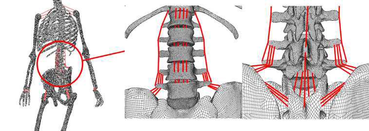 상체 유한요소 모델과 구성한 요추 주변의 인대