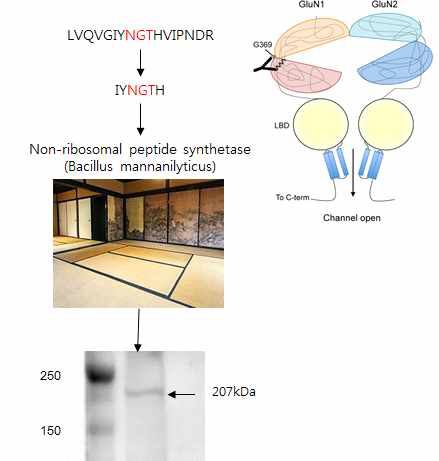 항 NMDA수용체 뇌염 항원의 molecular micmicry로서의 bacillus mannanilyticus (BM)의 non-ribosomal peptide synthetase