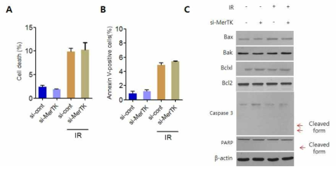MERTK 발현과 방사선 조사에 따른 세포사멸 관련성