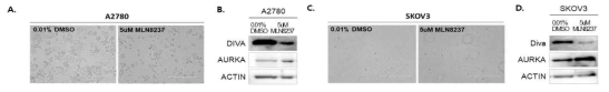 Aurka inhibitor에 의한 Diva의 발현 변화