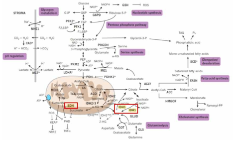 TCA cycle을 조절하는 효소인 SDH와 IDH1