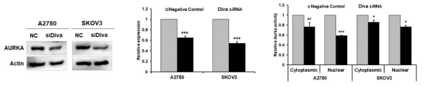 Diva siRNA에 의한 Aurka 발현과 activity의 변화