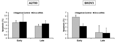 Diva siRNA에 의한 세포사 변화 관찰