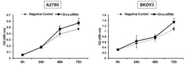 Diva siRNA에 의한 세포 증식률 변화 관찰