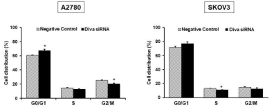 Diva siRNA에 의한 세포 주기 변화 관찰