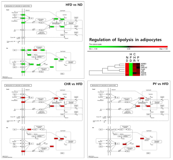 Transcriptional pattern related with regulation of lipolysis