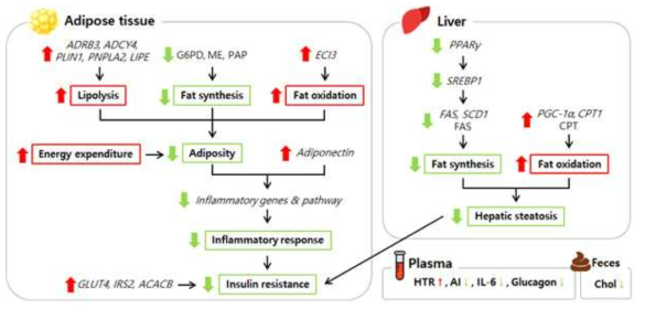 Summary of chrysophanol