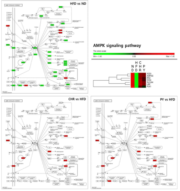 Transcriptional pattern related with AMPK signaling pathway. Red color indicates up-regulation and green is down-regulation relative to high-fat diet
