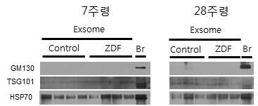 7주령과 28주령의 control 및 ZDF brain 으로부터 추출한 exosome-like vesicle에서 exosome marker 확인