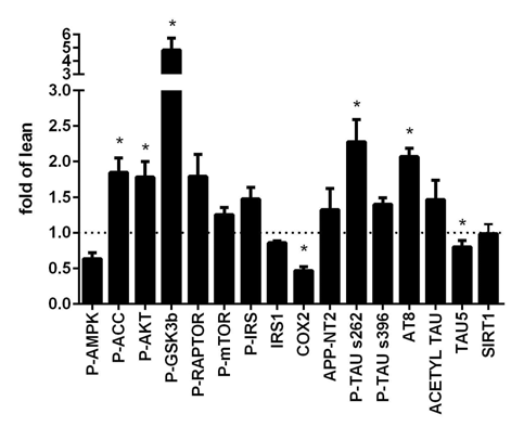 28주령 OD 대뇌피질에서 OC (lean)에 대한 각 단백질의 발현 수준. *p<0.05, one-sample t-test