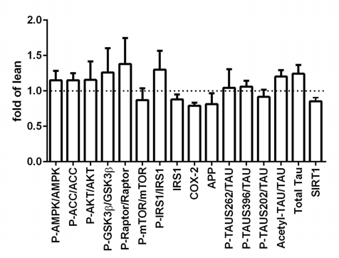 7주령 YD 대뇌피질에서 YC에 대한 각 단백질의 발현 수준