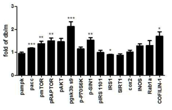 30주령 db/db mice 대뇌피질에서 에너지대사 관련 및 기타 단백질 발현 수준 분석. *p<0.05, one-sample t-test