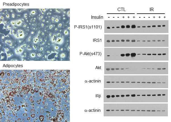 Adipocytes에서 TNF-a/Insulin 처리를 통한 인슐린저항성 (IR) 근육세포모델 확립. (A) C2C12 myoblast를 5일간 myotube로 분화시킨 모습. (B, C) 대조군세포 (CTRL)와 IR 유도 세포군에서 insulin 10 nM (INS)처리에 의해 p-IRS-1 (B)와 p-Akt (C)의 활성화의 비교. IR 세포군에서 insulin에 대한 반응이 감소하고 p-IRS-1과 함께 IRS-1 단백질발현도 감소함